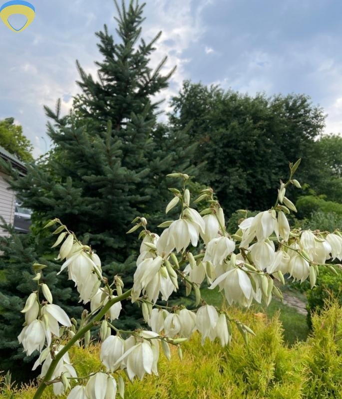 продажа дома номер H-174301 в Суворовском районе, фото номер 9